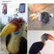 Image for article titled Watchdog Busts Facebook Groups Selling More Than 100 Protected Animal Species in Thailand